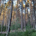 Forest Bathing for City Slickers: Your Guide to Nature Immersion in the Concrete Jungle