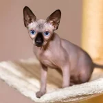 Pet Dander Reduction in Hypoallergenic Pet Breeds: The Real Deal